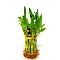 L 2 tier lucky bamboo