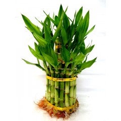 L 3 tier lucky bamboo