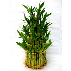 L 5 tier lucky bamboo